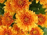 Orange chrysanthemum flowers. Chrysanthemums close-up.
