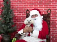 Santa with a small white dog