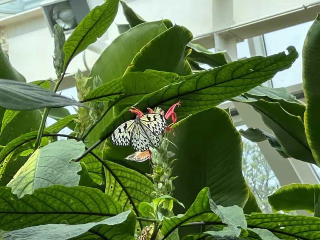 Butterflies on plant at Museum of Life and Science