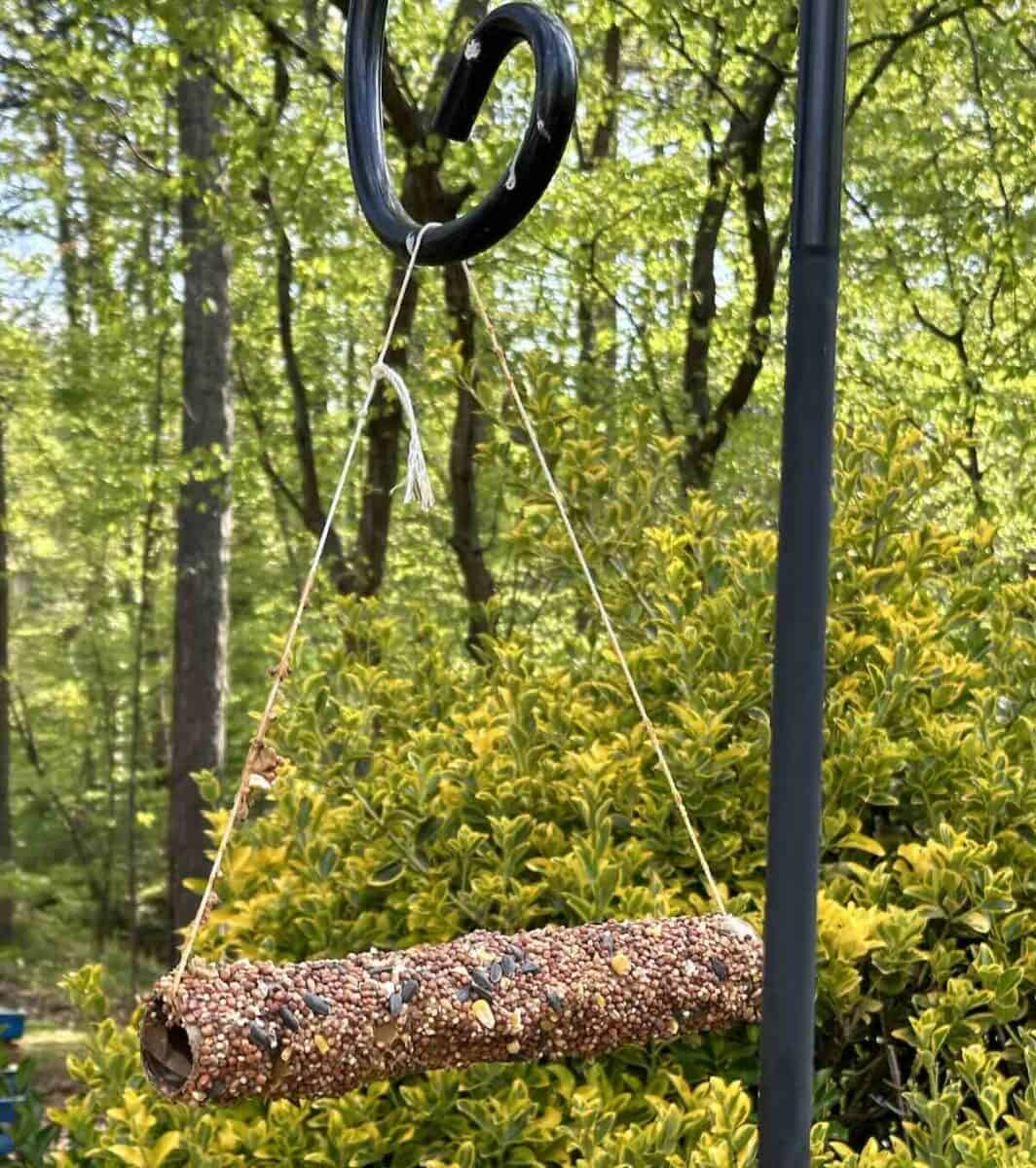 bird feeder made from paper towel roll