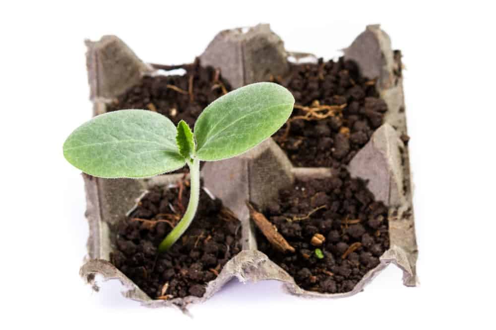 Young squash plant growing in a egg carton