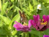 butterfly on pink flower