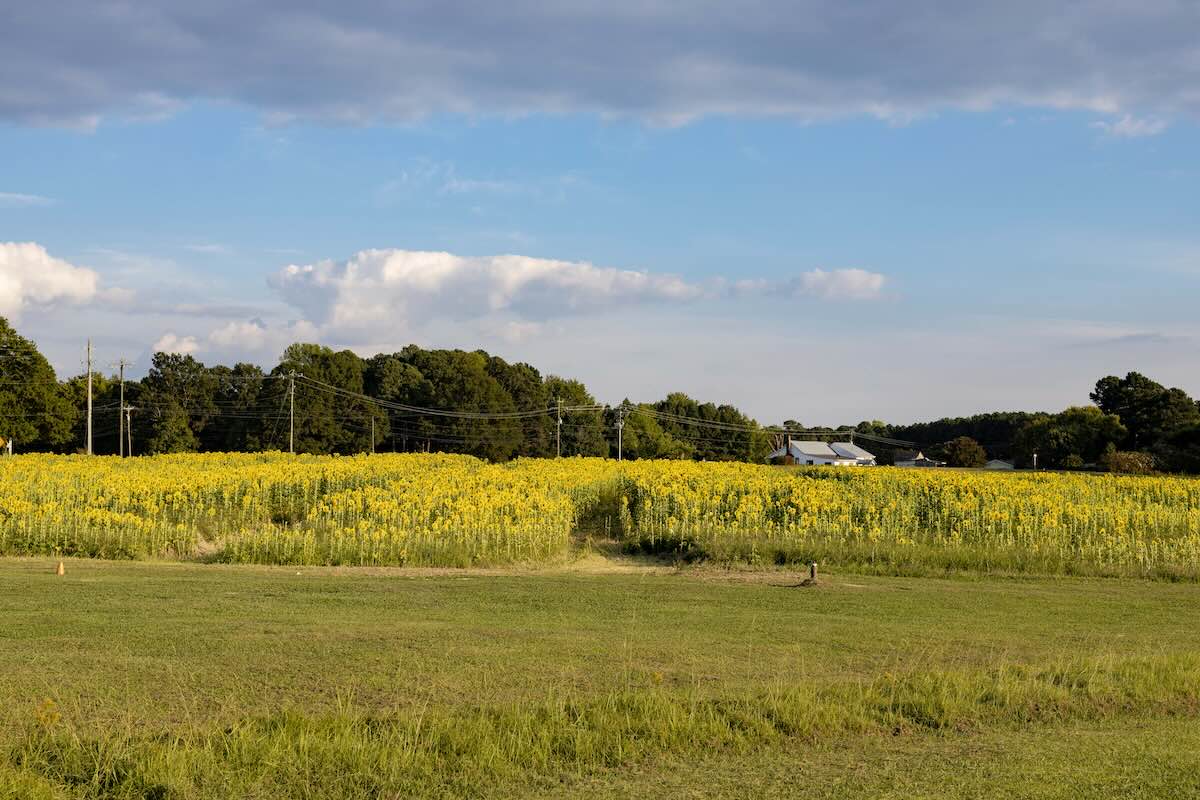 Sunflower field at Phillips Farms of Cary