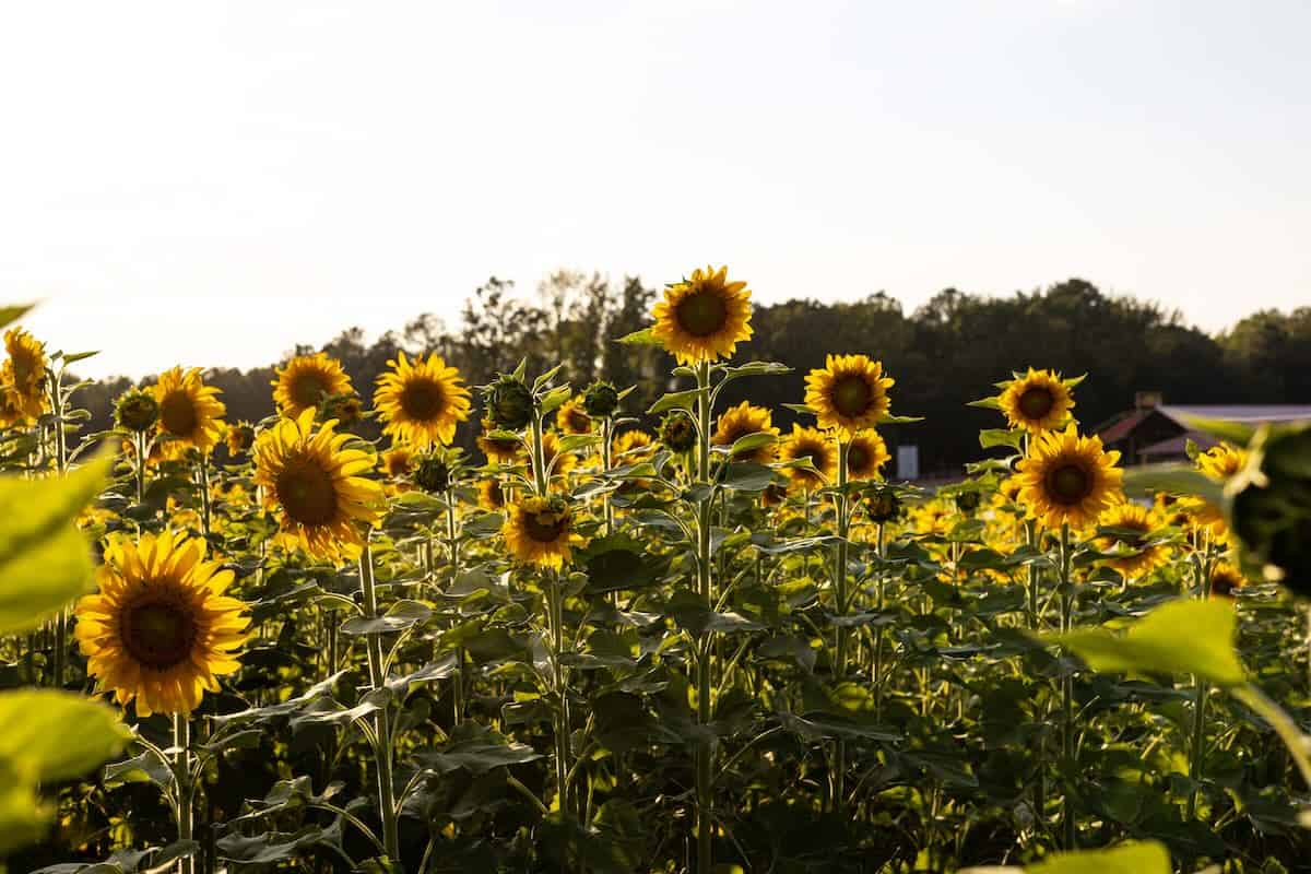 Sunflowers at Phillips Farms of Cary