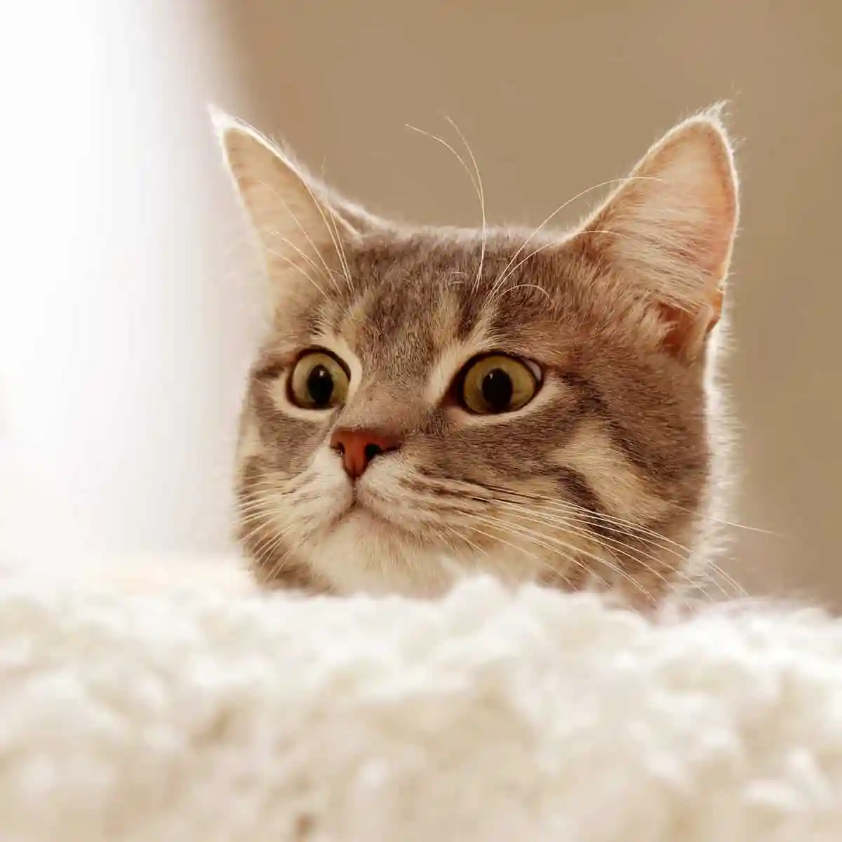 Cat peeking over a white couch