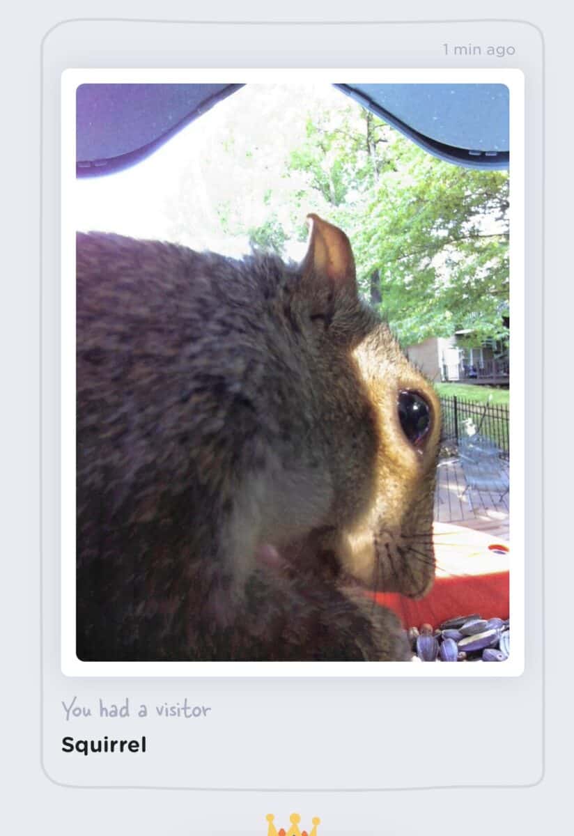 squirrel in bird feeder