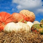 pumpkins on hay