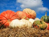 pumpkins on hay