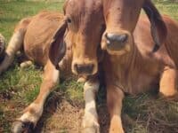 two cows in a field