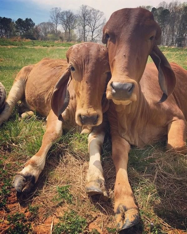 two cows in a field