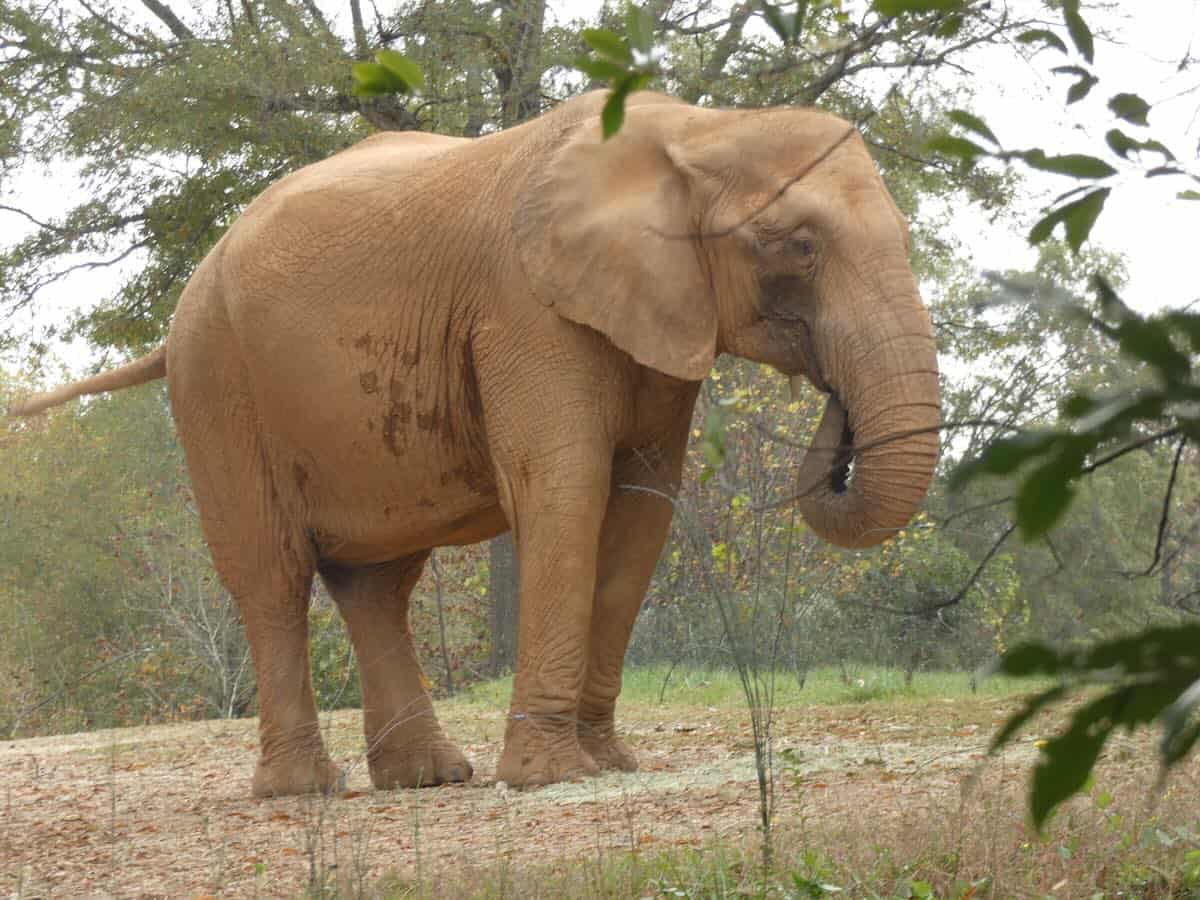 Elephant at NC Zoo