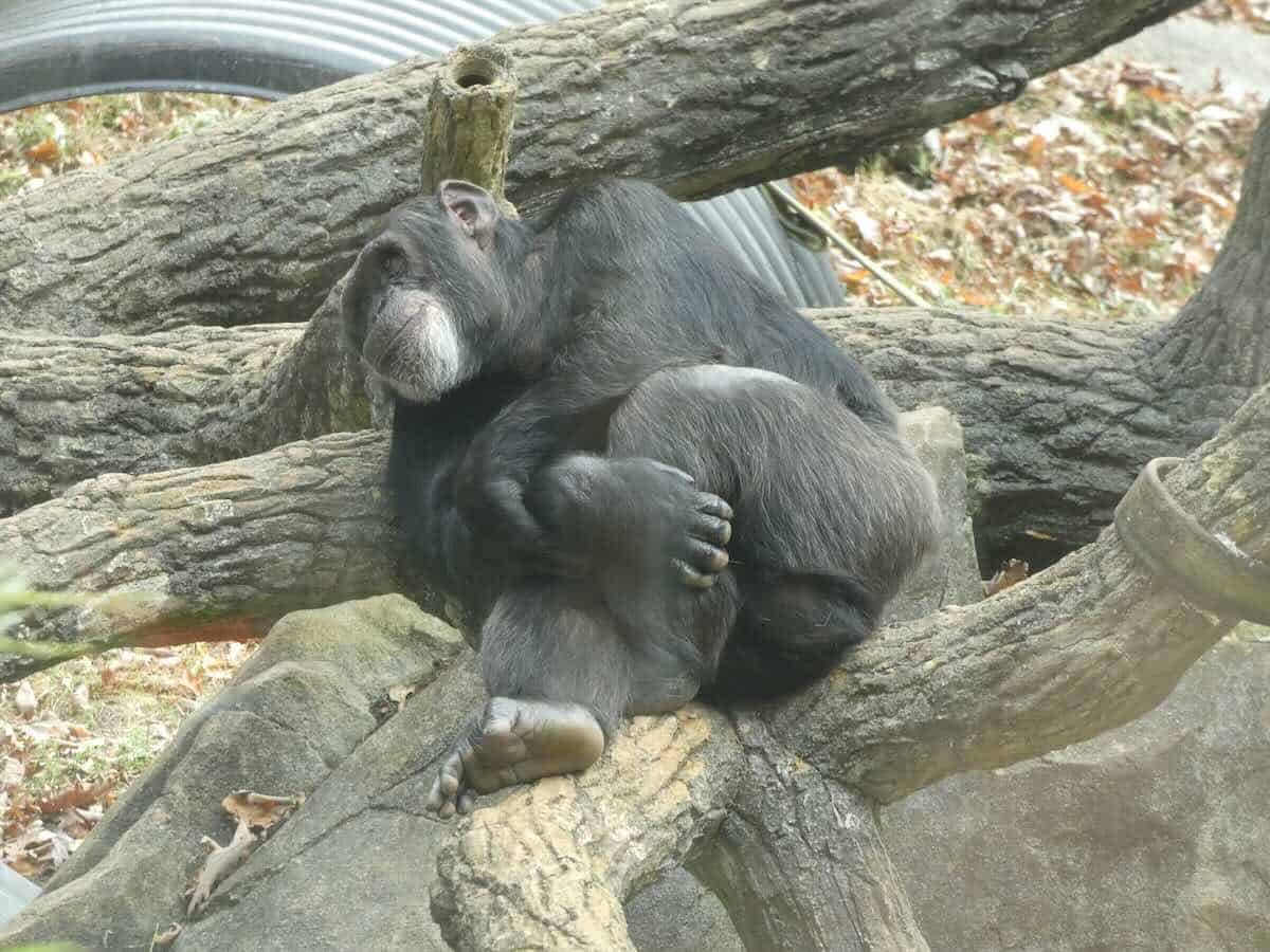 Chimp day dreaming at NC Zoo