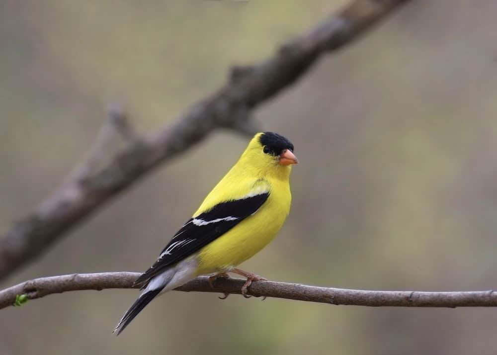 goldfinch on branch