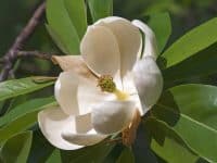 flower of sweetbay magnolia