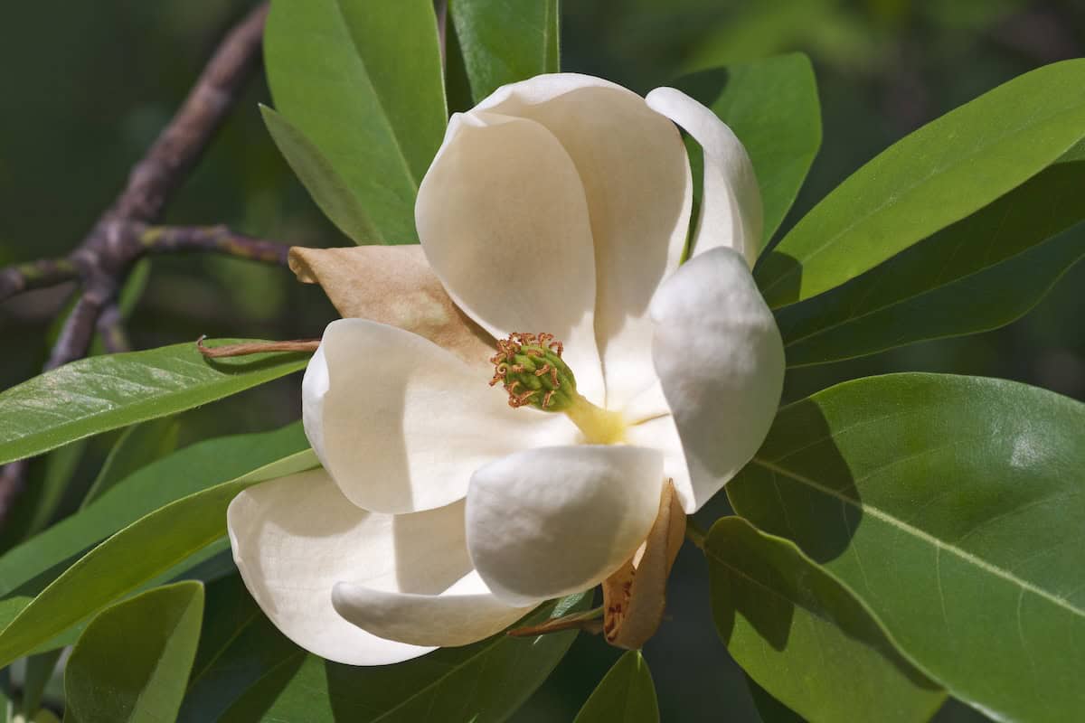flower of sweetbay magnolia 