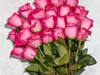 24 pink roses