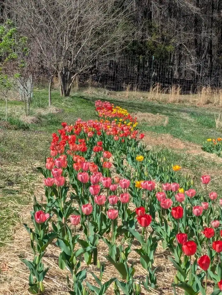 tulips in farm