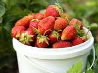 fresh-picked strawberries in bucket