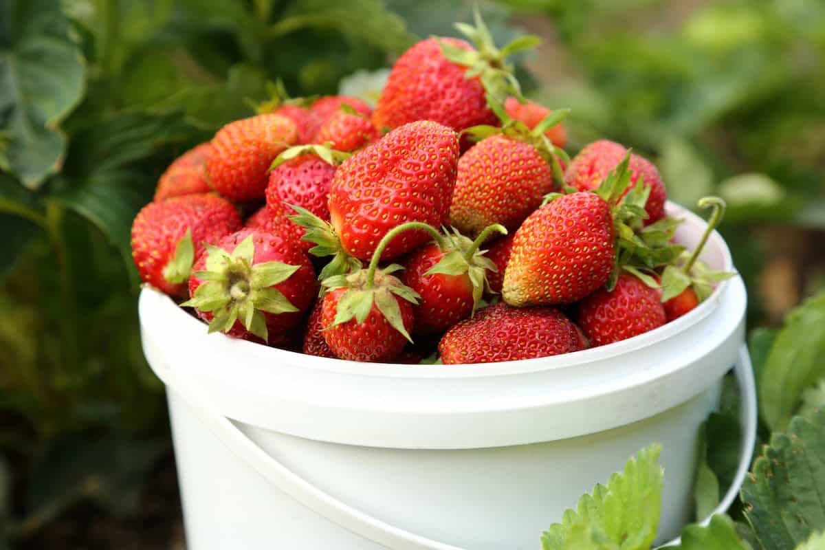 fresh-picked strawberries in bucket