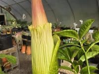 Amorphophallus titanum 7.24.2025 at Juniper Level Botanic Garden