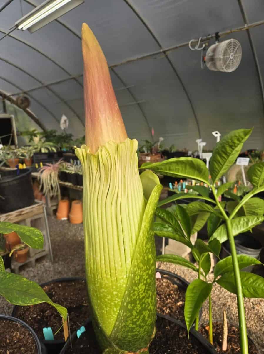 Amorphophallus titanum 7.24.2025 at Juniper Level Botanic Garden