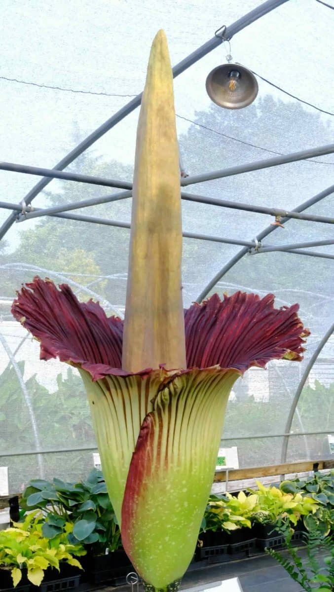 Amorphophallus titanum (corpse flower) in bloom at Juniper Level Botanic Garden in 2023