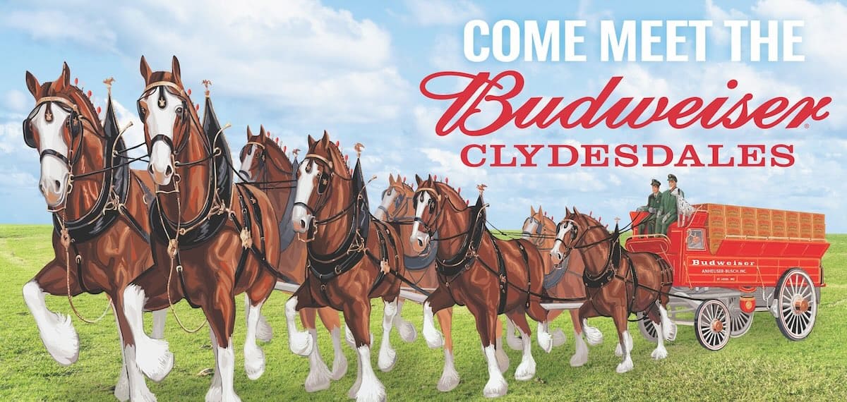 Clydesdale horses