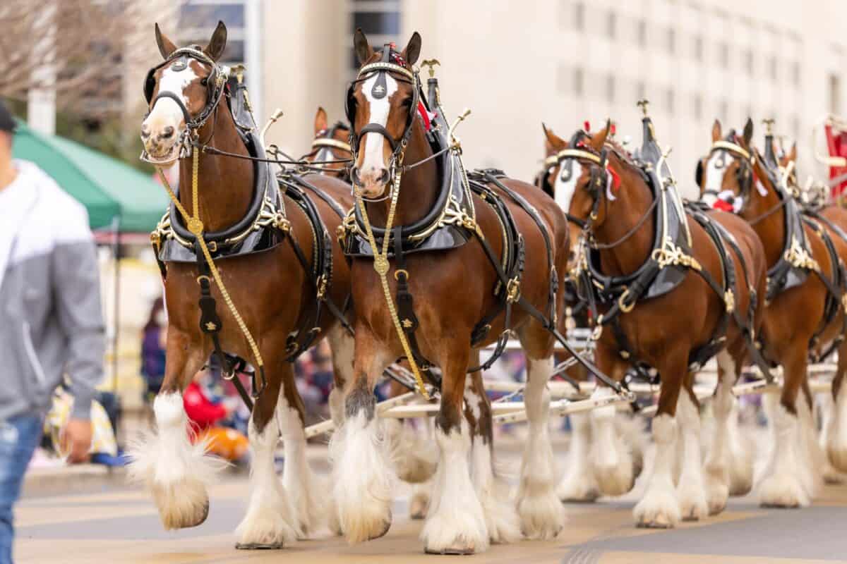 Laredo, Texas, USA - February 19, 2022: The Anheuser-Busch Washington’s Birthday Parade, The Budweiser Clydesdales pulling the beer wagon