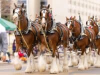 Laredo, Texas, USA - February 19, 2022: The Anheuser-Busch Washington’s Birthday Parade, The Budweiser Clydesdales pulling the beer wagon