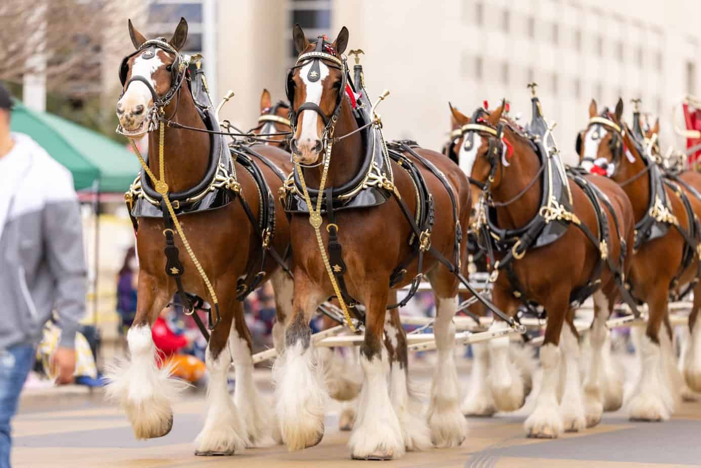 Budweiser Clydesdales coming to Durham July 24-25 - Triangle on the Cheap