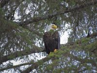 bald eagle in tree