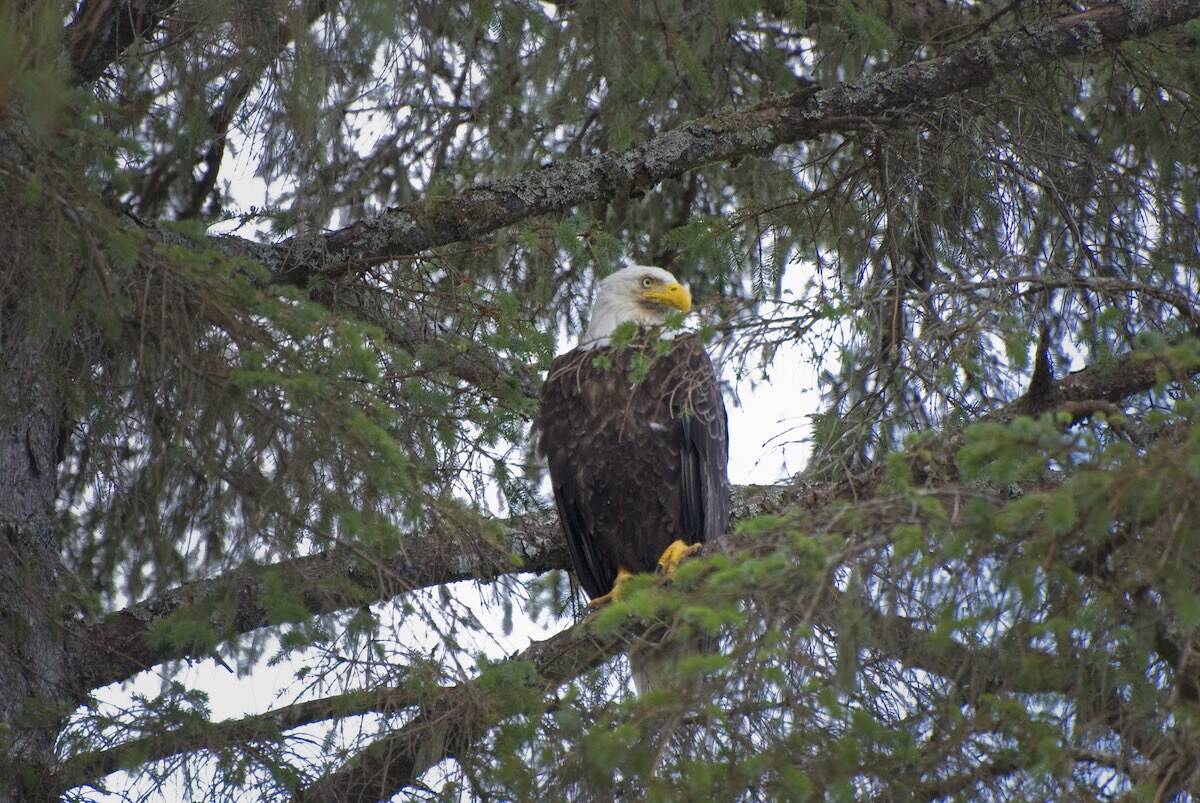 bald eagle in tree