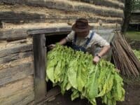 man with brown hat hanging tobacco leaves
