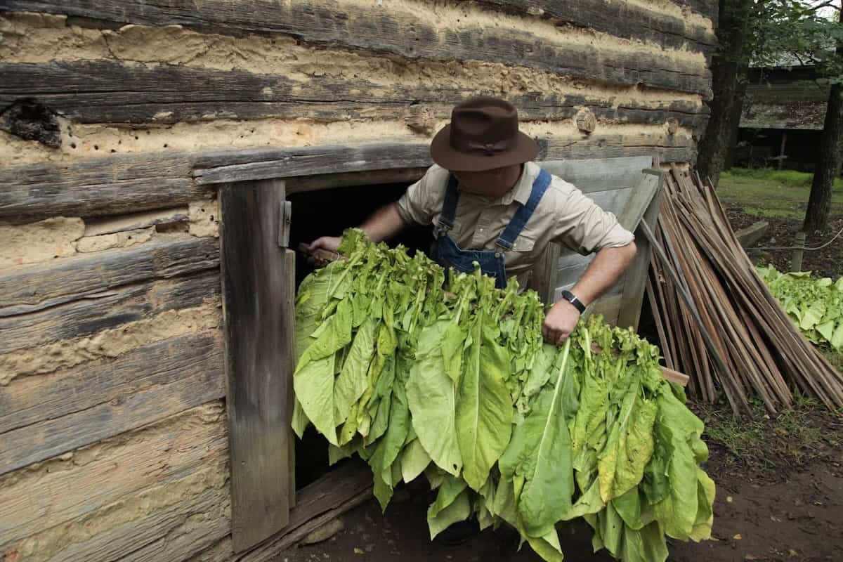 man with brown hat hanging tobacco leaves