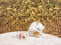 white cat eating pyramid of food