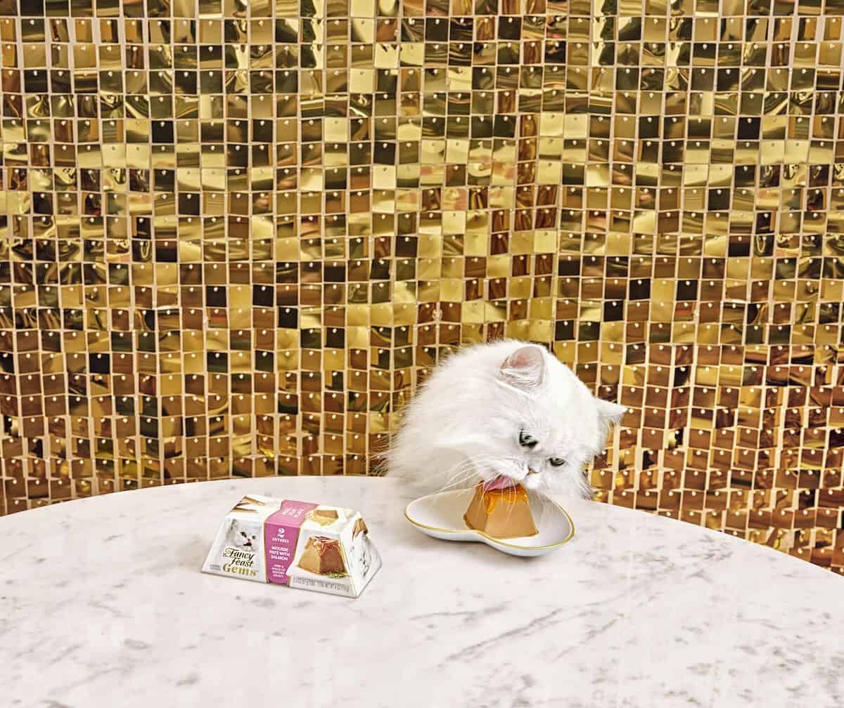 white cat eating pyramid of food