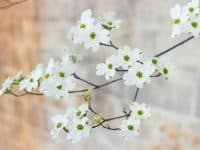 white dogwood flowers