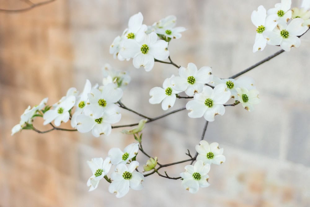 white dogwood flowers