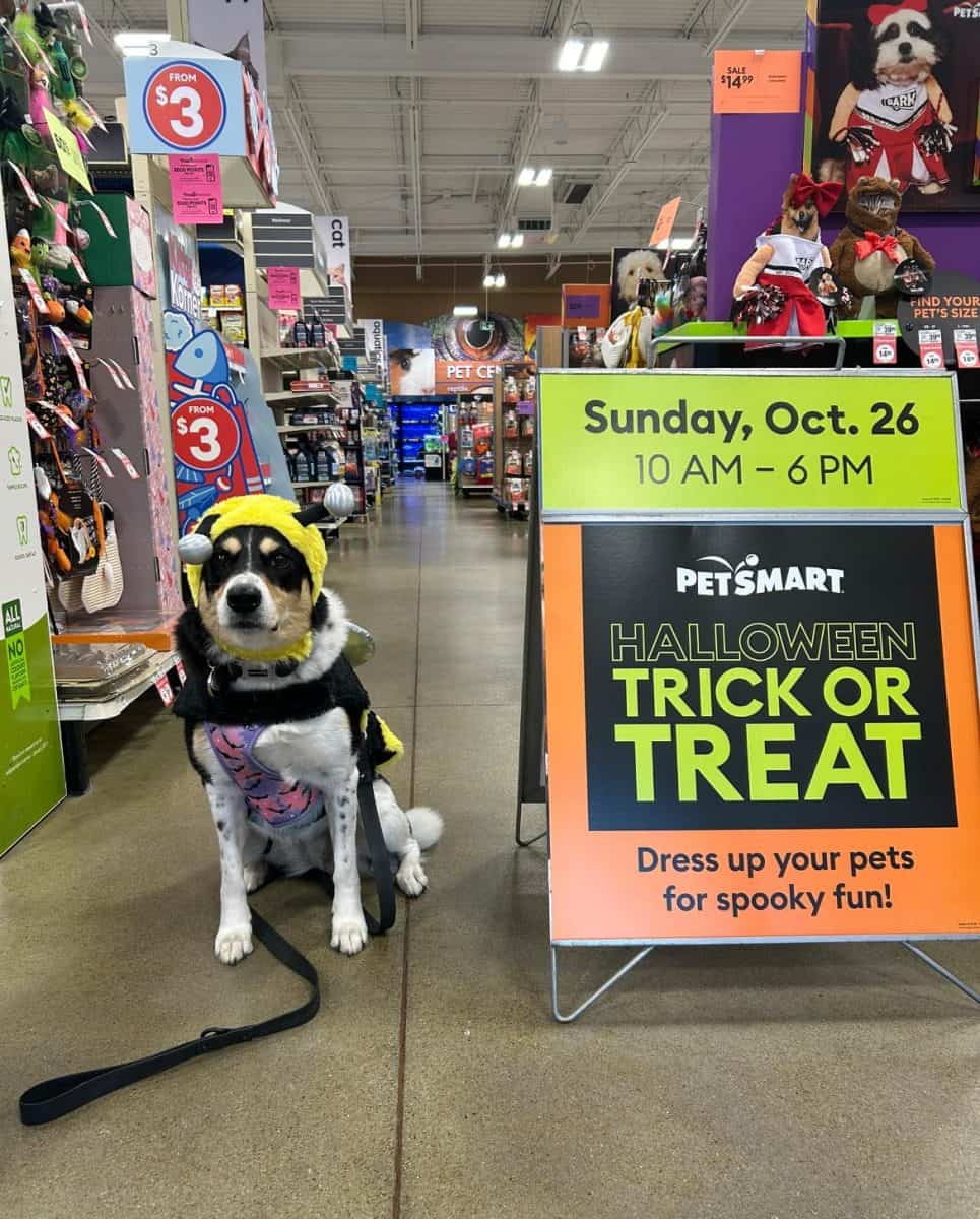 dog in costume