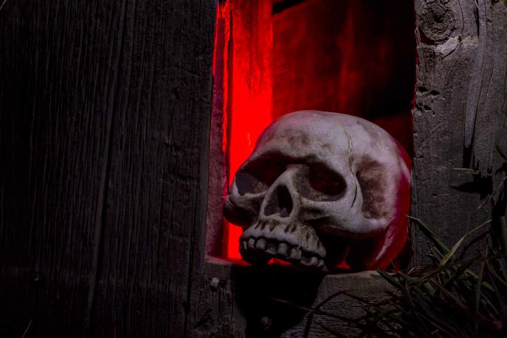 Scary Halloween skull bones sitting in hole in old abandoned wood building lit with red light
