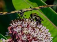 bee and butterfly on flower