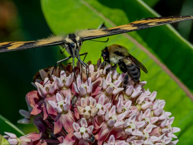 bee and butterfly on flower