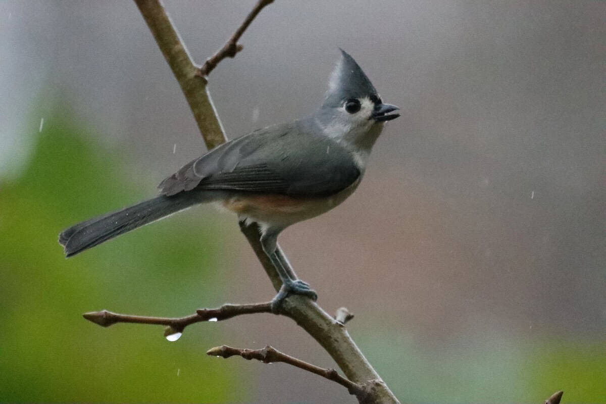 tufted titmouse in tree