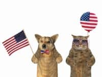 dog and cat with 4th of july gear