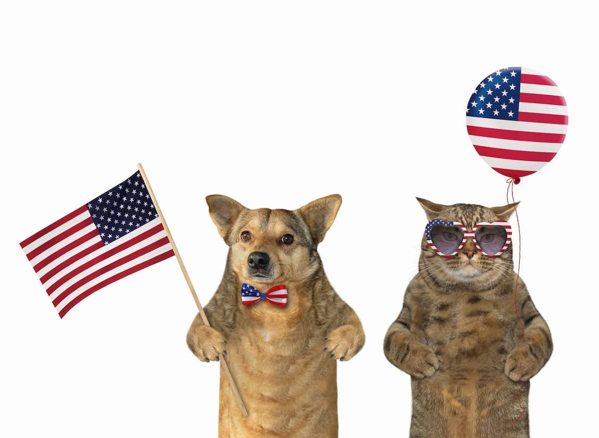dog and cat with 4th of july gear