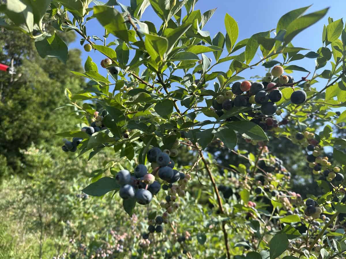 Close-up of blueberries on bush