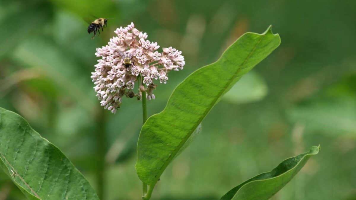 Bee and flower
