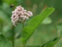 Bee and flower