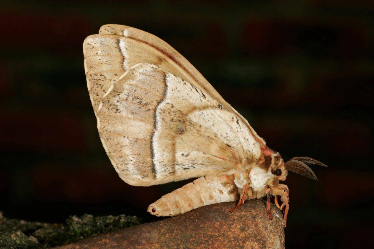 Moth at night