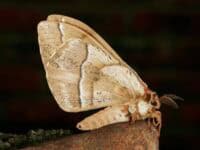 Moth at night